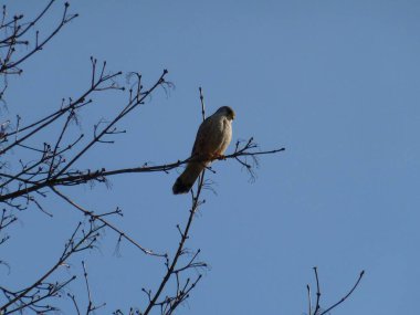 Bir ağacın dalındaki kerkenezin yakın plan fotoğrafı.