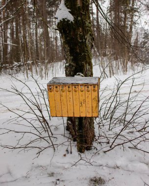 Büyülü bir kış ormanında, karlı bir ağaçtaki ahşap kuş evinin dikey alçak açılı görüntüsü.