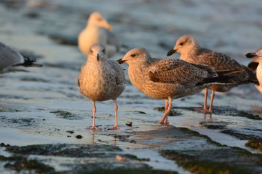 Deniz kıyısına tünemiş bir martı sürüsünün yakın çekimi.