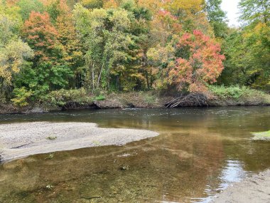 Arka planda ağaçlar olan bir nehir manzarası