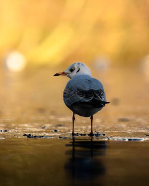 Suya tüneyen martılara yakın çekim