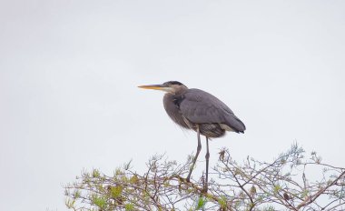 Büyük bir mavi balıkçıl (Ardea herodias), arka planda mavi gökyüzü olan bir ağacın tepesinde duruyor.