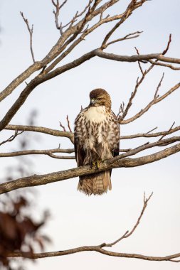 Gökyüzünün arka planındaki ağaç dalına tünemiş kırmızı kuyruklu bir şahinin dikey yakın çekimi