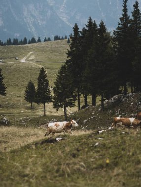 Vahşi doğada otlayan bir inek sürüsü. Etrafında karanlık ağaçlar ve engin dağlar var.