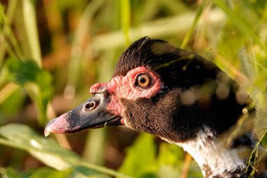 Vahşi doğada bulunan yerel bir Moskovalı ördeğin yakın plan fotoğrafı.