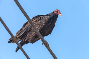 Elektrik teline konmuş bir hindi akbabasının yakın plan fotoğrafı.