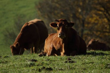Kırsaldaki parlak güneş gecesinin altında bir tarlada sevimli kahverengi inek sürüsü.