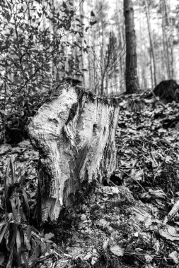 Almanya 'nın Baden-Wurtemberg kentindeki güzel bir sonbahar ormanının dikey gri tonlu görüntüsü.