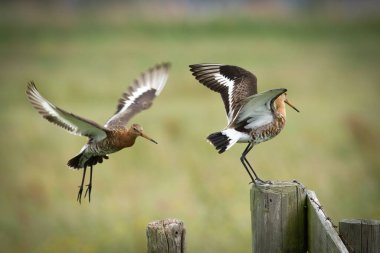 Bir çift Kara Kuyruklu Godwits (Limosa limozası) havada süzülen ve ahşap bir çite tünemiş