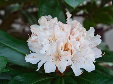A cluster of white rhododendron flowers on green leaves in close-up clipart