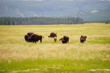 Yellowstone Ulusal Parkı 'nda otlayan bir grup bizonun manzarası.