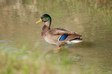 Göl suyuna tünemiş vahşi bir ördek