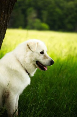 Tüylü, beyaz bir Maremmano çoban köpeğinin çimenli yeşil bir alanda dikey görüntüsü.