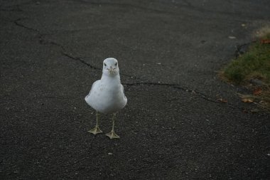 Asfalt zeminde küçük beyaz bir halka gagalı martının (Larus delawarensis) yakın çekimi