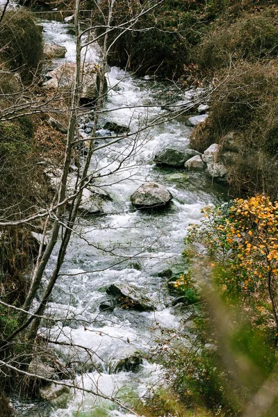 Plan Vertical Beau Ruisseau Dans Forêt — Photo