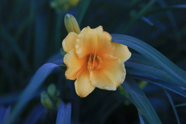 Close Flores Day Lily Fundo Turvo — Fotografia de Stock