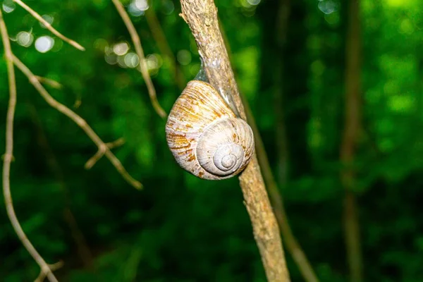 一只蜗牛的特写镜头藏在树枝上的壳子里 森林在模糊的背景中 — 图库照片