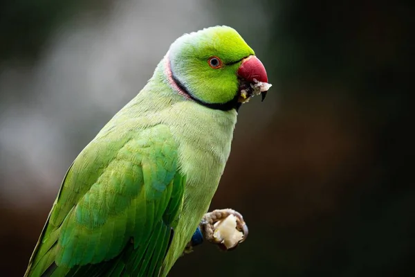Zbliżenie Ujęcie Zielonej Papugi Jedzącej Zamazanym Tłem — Zdjęcie stockowe
