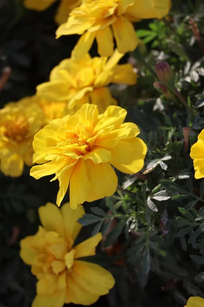 黄色のタゲテスの花の開花の閉鎖 — ストック写真