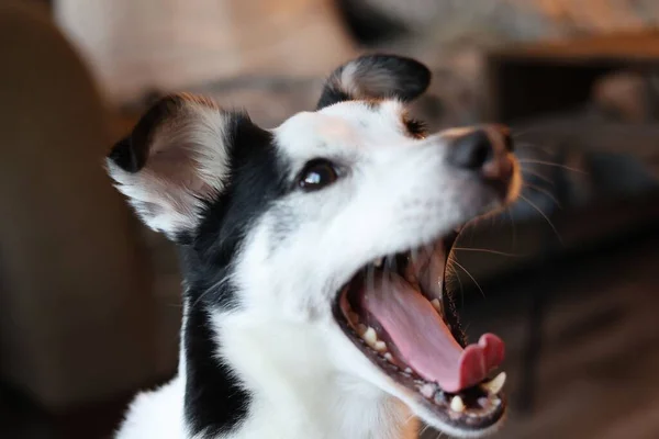 Nærbillede Sort Hvid Rotte Terrier Mod Sløret Baggrund - Stock-foto