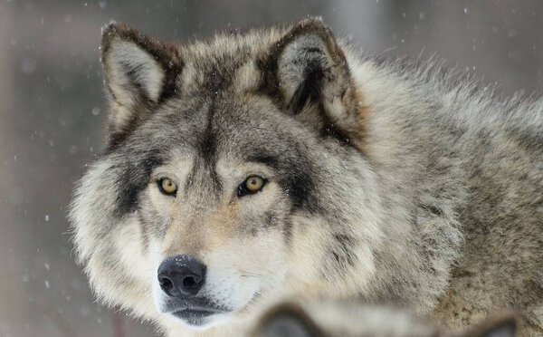 A close-up of a timberwolf looking at the camera in the snow