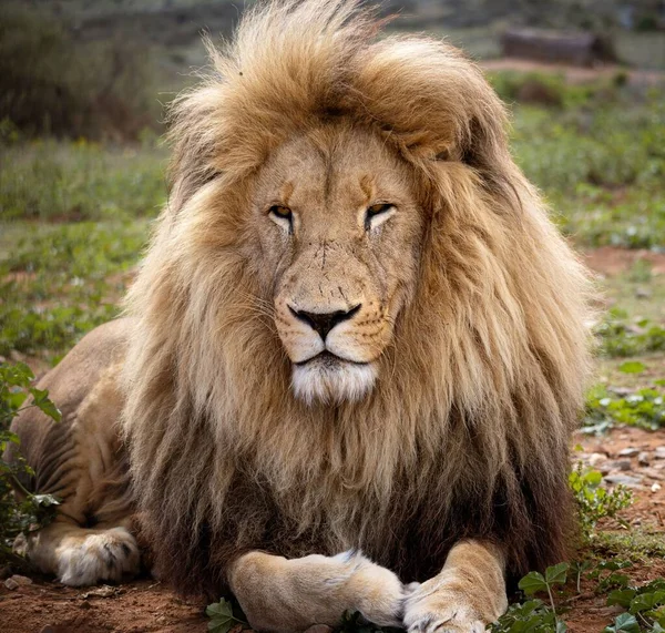 Портрет Великого Лева Відпочиває Національному Парку Крюґер Пар — стокове фото