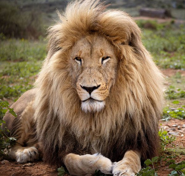 A portrait of a big lion resting in Kruger National park, South Africa