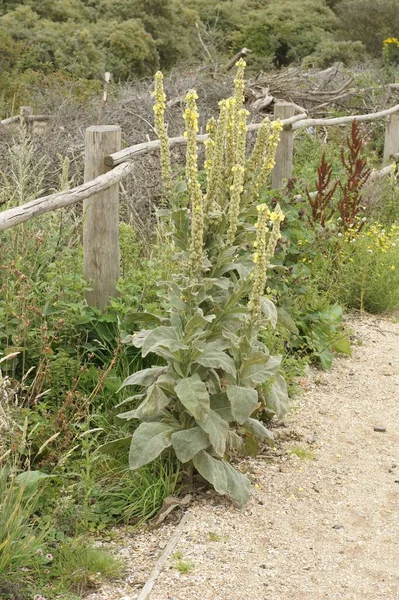 Close Vertical Uma Planta Daninha Echium Vulgare Costa Belga — Fotografia de Stock