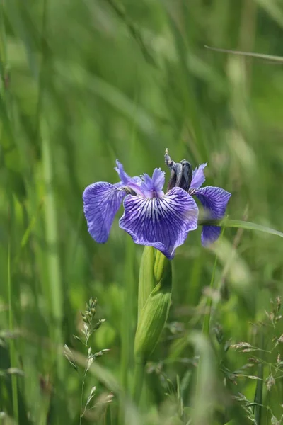 Eine Nahaufnahme Einer Schönen Iris Auf Einer Grünen Wiese — Stockfoto