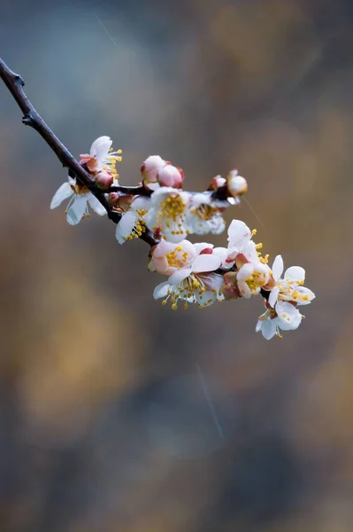 East Lake Plum Blossom Garden Egy Híres Hely Hogy Élvezze — Stock Fotó