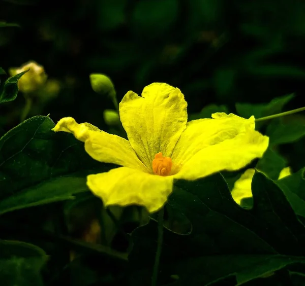 Una Vista Cerca Una Impresionante Flor Amarilla — Foto de Stock