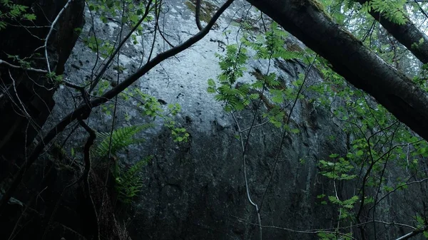 一片茂密的森林中的一个巨大的悬崖表面的美丽的镜头 — 图库照片