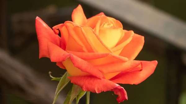 Крупный План Цветущей Красивой Оранжевой Розы — стоковое фото