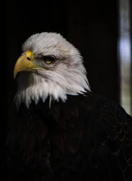 Beautiful Portrait Bald Eagle — Stock Photo, Image