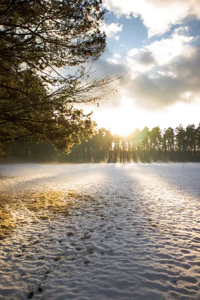 Güzel Bir Gündoğumu Sırasında Kışın Yemyeşil Ağaçlarla Çevrili Karlı Bir — Stok fotoğraf