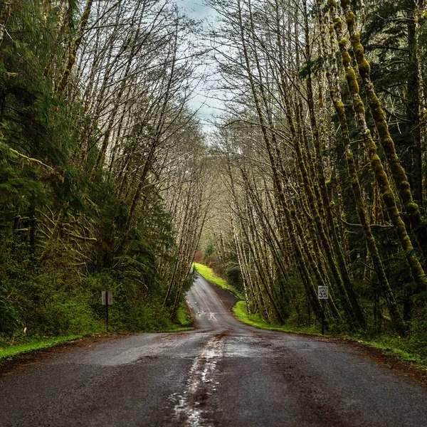 Road Going Green Trees Plants Olympic National Park Usa — Stock Photo, Image