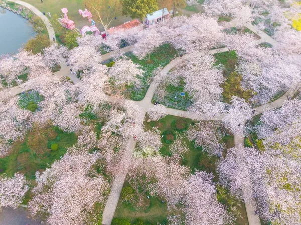 Парк Ост Лейк Черрі Блоссом Англ East Lake Cherry Blossom — стокове фото