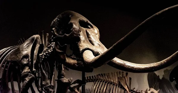 Uma Foto Perto Esqueleto Dinossauro Museu Chicago — Fotografia de Stock