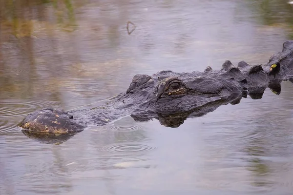 Primer Plano Caimán Lucio Alligator Mississippiensis Nadando Pantano —  Fotos de Stock