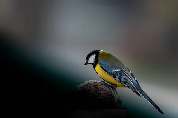 Dala Tüneyen Küçük Renkli Bir Kuş — Stok fotoğraf