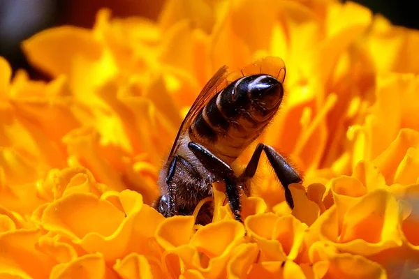 Nahaufnahme Einer Ostafrikanischen Tiefland Honigbiene Die Eine Orangefarbene Blume Bestäubt — Stockfoto