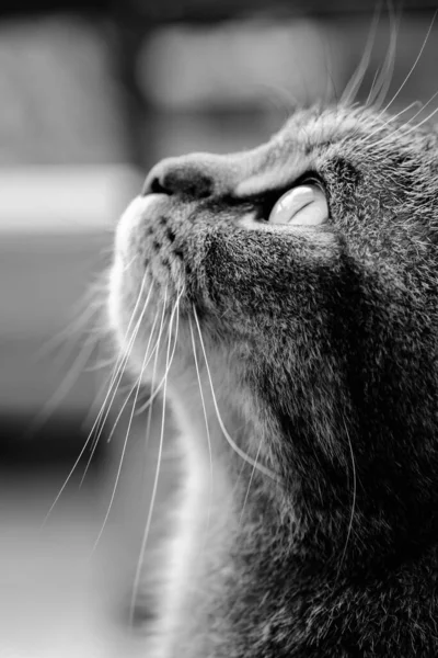有长长的胡须的猫的一种垂直的灰白色鳞片 在孤立的背景上抬头看 — 图库照片