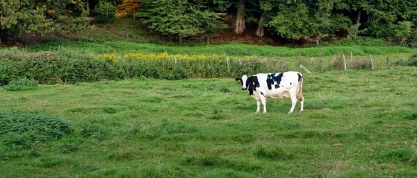Mléčná Kráva Stojí Zelené Louce Lesem Pozadí — Stock fotografie
