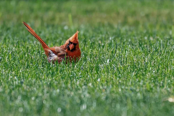 Closeup Red Northern Cardinal Perched Green Grass — Stock Photo, Image