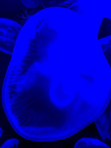 Detailní Záběr Modré Medúzy Pod Vodou — Stock fotografie