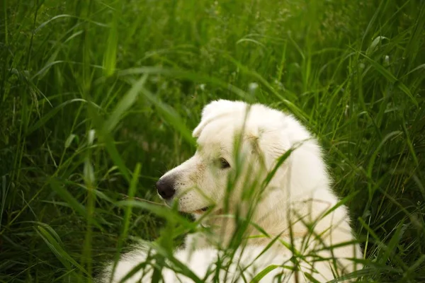 芝生の緑のフィールドにふわふわの白いマレマノのシープドッグの美しいショット — ストック写真