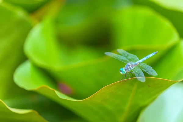 Ett Makro Blå Odonata Insekt Vilar Ett Grönt Blad Utomhus — Stockfoto