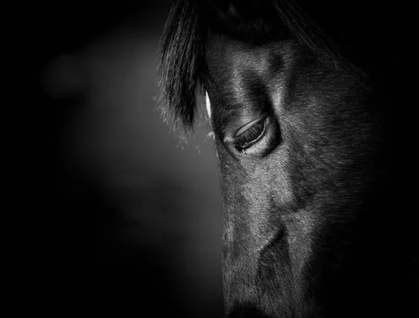 A grayscale shot of a horse's eye in the dark