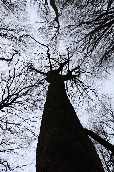鬱蒼とした木の成長の低角度ビュー — ストック写真