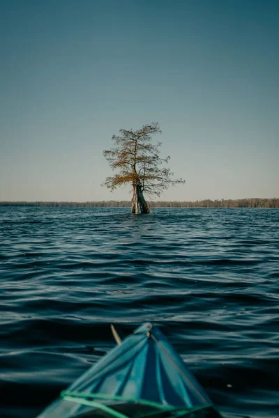 水の表面に木の垂直ショット グレート ダイマル スワンプ 米国バージニア州 — ストック写真